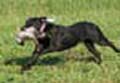 Payton training